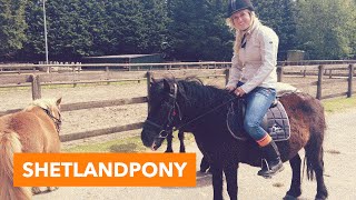 Shetlandpony  PaardenpraatTV [upl. by Nnalyrehc]