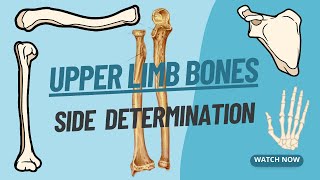 Side Determination of Upper Limb bones  Viva voce of Anatomy [upl. by Aurea]