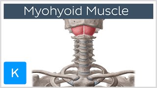 Mylohyoid Muscle  Attachments amp Function  Human Anatomy  Kenhub [upl. by Owiat]