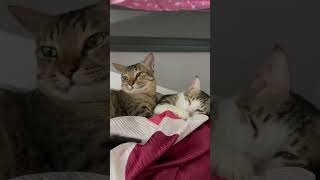 Dozy Duo HalfAwake Cat Cuddle shorts catshorts cat viralvideos funnyvideos [upl. by Ethelbert69]