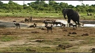 Elephant vs Wild Dogs at Waterhole [upl. by Abrahamsen533]