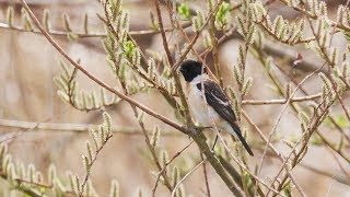 ノビタキ 夏鳥一番乗り？ Siberian Stonechat 信越の河原 4月上旬 野鳥FHD 空屋根FILMS940 [upl. by Wendeline]