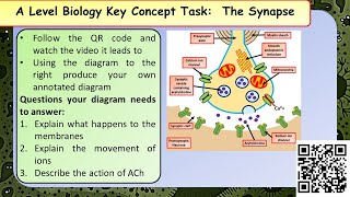 A Level Biology What Happens at the Synapse [upl. by Katinka]