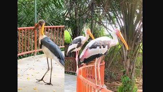 What the Bird looks like a old man and has a bare head  The lesser Adjutant wildlife park [upl. by Amling]