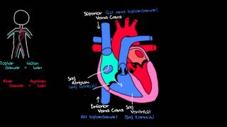 Kalp ve Kan Dolaşımı Sağlık ve Tıp Dolaşım Sistemi Fizyolojisi [upl. by Notac]