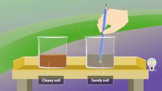 Clayey soil Vs Sandy soil  Type of soil  For school kids [upl. by Auqinimod560]