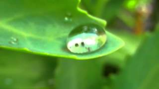 FREE Slow motion videoWater drops [upl. by Tallulah]