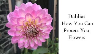 How To Protect Your Dahlia Flowers [upl. by Norri]