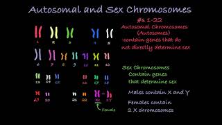 Reading Karyotypes [upl. by Venita679]