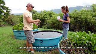 Des coléoptères aquatiques pour lutter contre la jacinthe d’eau [upl. by Midge]