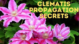 The Secrets to Clematis cuttings  The REAL WAY [upl. by Ahsael]