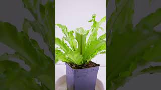 Birds Nest Fern  Plant Spotlight 2 [upl. by Myrah654]