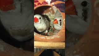 Zebra finch in nest  Finch bird  finches zebrafinch finch youtubeshorts shorts birds nest [upl. by Baudoin]