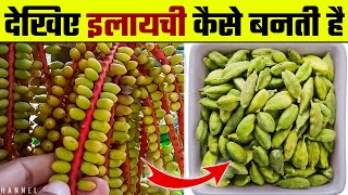 देखिए इलायची कैसे बनती है  Elaichi Kaise Banti Hai  Elaichi ki Kheti  Cardamom Farming [upl. by Tandy989]