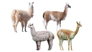 4 Species of Llamas  Family Camelidae Genus Lama [upl. by Allets162]