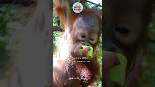 Wildlife Conservation  the Worlds Most Adorable Orangutan Preschool shortsyoutube [upl. by Nair100]