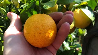 Sanguinelli blood orange picking and tasting a home grown fruit Edible or not [upl. by Netsruk326]