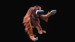 Orangutan VR  VJ Pack Compilation [upl. by Spillar]