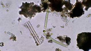 珪藻や緑藻たちの静かな世界A stilllife view of algae and diatoms [upl. by Eeresid]