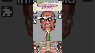 Anatomy  Sternothyroid muscle medical 3d anatomy head neck muscles education shorts [upl. by Oinotnaocram]