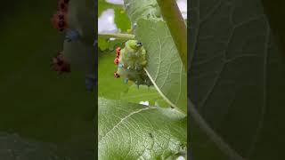 Cecropia moth caterpillar eating a leaf [upl. by Flem]