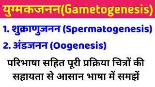 युग्मकजनन gametogenesis  शुक्राणुजनन और अंडजनन  spermatogenesis and oogenesis in hindi class 12 [upl. by Nonarb714]