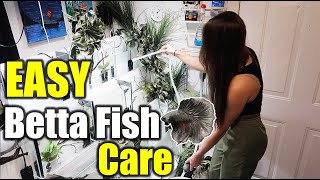 EASY Betta Fish Care amp Maintenance for BEGINNERS [upl. by Nylaras]