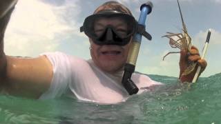 Lobstering in Belize 08 12 1 [upl. by Aissyla]