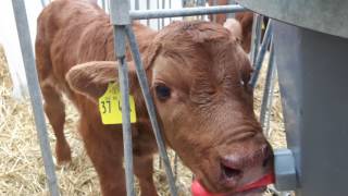 Kälber trinken Milch aus einem Eimer im Bauernhof [upl. by Anamor]