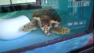 Sheldon the Sea Turtle at MacArthur Beach State Park [upl. by Inahc387]