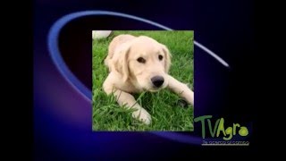 Tratamiento para las convulsiones en perros  TvAgro por Juan Gonzalo Angel [upl. by Anewor]