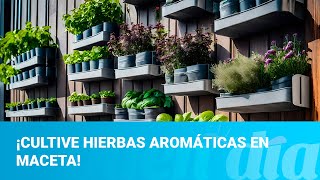 ¡Cultive hierbas aromáticas en maceta Estos ‘tips’ le permitirán mantenerlas saludables [upl. by Atival]