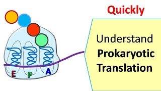 Translation in prokaryotes  Protein synthesis in prokaryotes [upl. by Egidius]