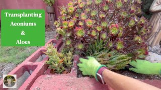 Transplanting Aeoniums and Aloes in the Summer [upl. by Walburga904]