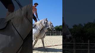 Entraînement estival sous un beau soleil 😍☀️ horse training cheval passion art [upl. by Vokay792]