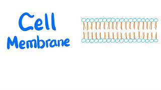 Cell Membrane lipidbilayer [upl. by Heisel]