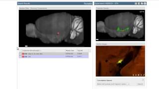 CLARITY Mouse Brain – Cortex Hippocampus Thalamus [upl. by Aicatsan]