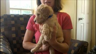 F1B Labradoodle Puppies 5 Weeks Old [upl. by Eilesor963]