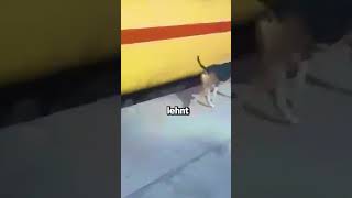 Dieser Mutige Hund Arbeitet Am Bahnhof [upl. by Nitsrik]