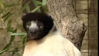 Crowned Sifaka at Cotswold Wildlife Park [upl. by Kameko143]