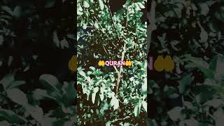 Jab Quran padha Jaye to tawajjo se suna Karen islamicvideo viralshorts videos [upl. by Rehpinej]