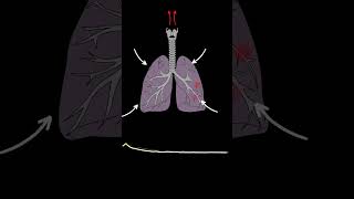 Lung Sounds Quiz  Normal and Abnormal lung sounds types respiratory [upl. by Ylil]