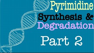 Pyrimidine Synthesis [upl. by Naret]