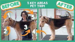 AIREDALE TERRIER PET TRIM  5 KEY AREAS [upl. by Guss377]