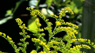 Ragweed amp Goldenrod [upl. by Kristoffer]