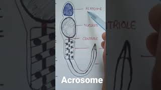 function of Acrosome in sperm  location of Acrosome  Acrosome location and function [upl. by Gaskin]