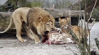 GRAPHIC  Giraffe Marius slaughtered in Copenhagen Zoo fed to lions [upl. by Bravin827]