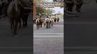 Long Horn March Fortworth Stockyards shortsfeed shorts texas travel longhorns america [upl. by Durante]