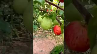 How can it b possible  garden farming grow nature shortvideo [upl. by Solenne507]