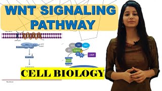 Wntβcatenin signaling pathwayAPC mutationRole in CancerBeta cateninDestruction complexwingles [upl. by Mellitz]